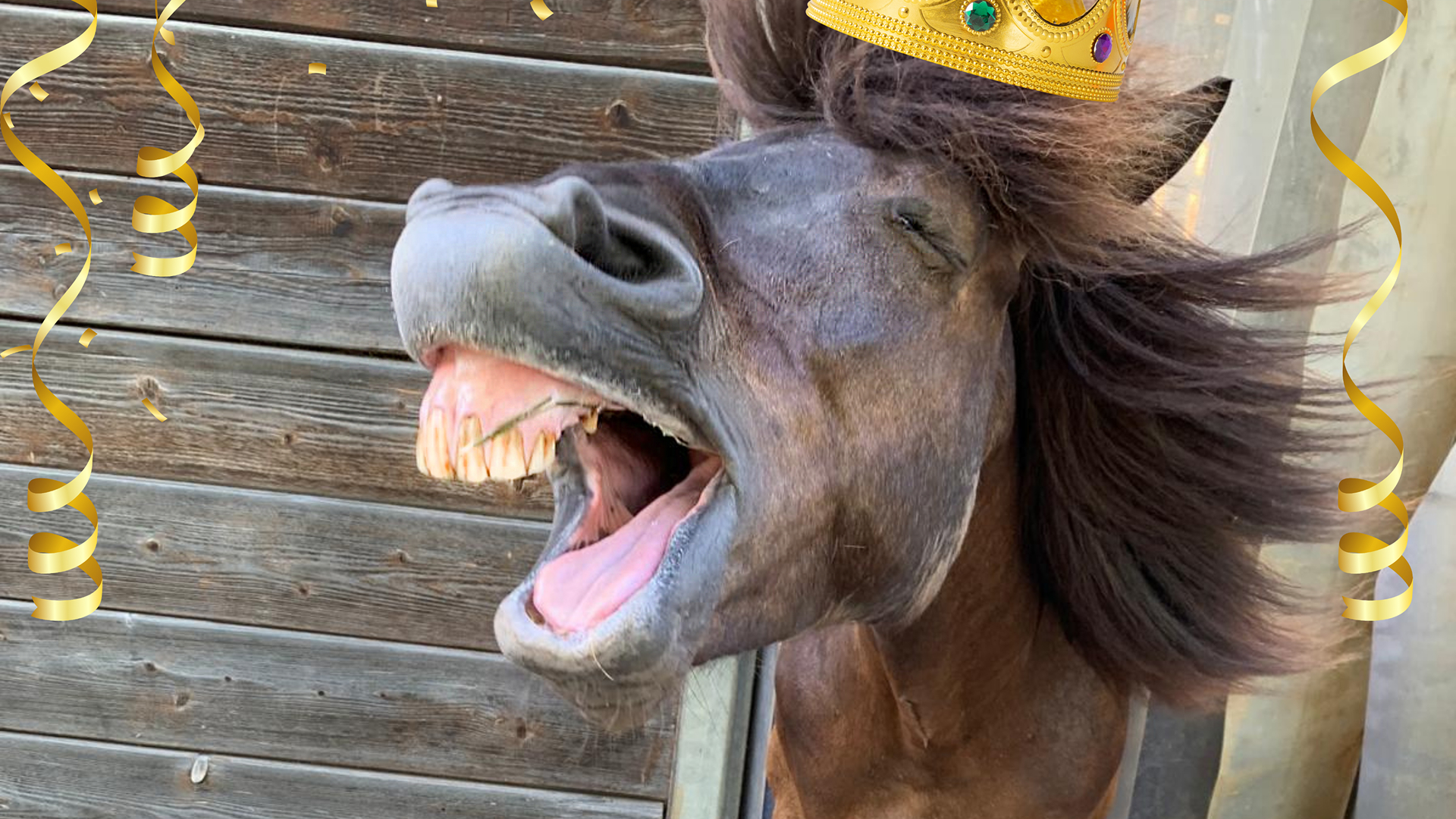 Das Pferd einer Heel Mitarbeiterin hat den Wettbewerb „Schönstes Haustier“ gewonnen. 